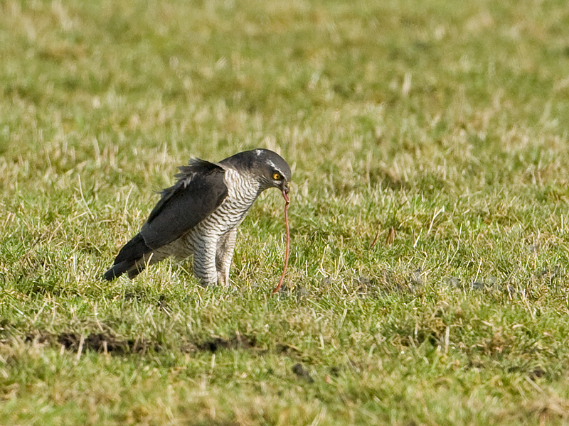 Accipiter gentilis Northern Goshawk Havik